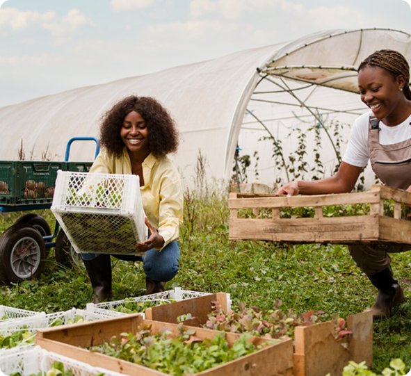 ifarms Rwanda fields
